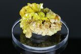Yellow-Orange Pyromorphite Crystals - Bunker Hill Mine, Idaho #175886-1